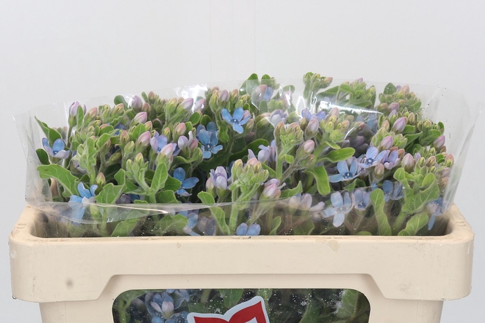 <h4>Oxypetalum Tweedia Blue</h4>