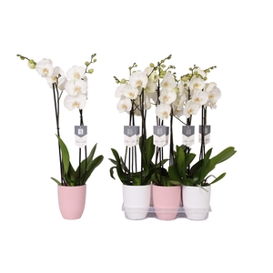 Phalaenopsis White World, 2-spike Pink and White Ceramics