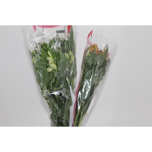 ALSTROEMERIA VARIADO 080 CM