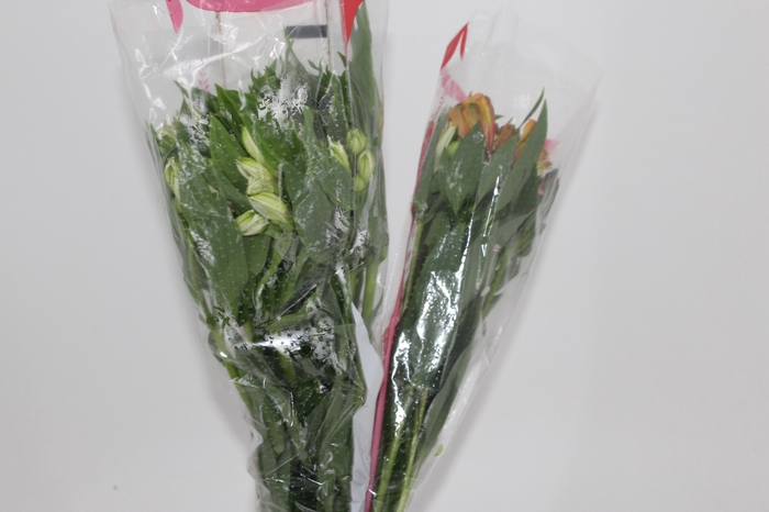 <h4>ALSTROEMERIA VARIADO 080 CM</h4>