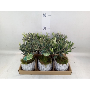 Arr.   Tuinplanten L%