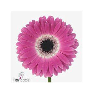 Gerbera diamond cubanita