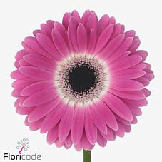 <h4>Gerbera diamond cubanita</h4>