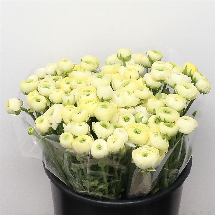 <h4>Ran El Sr Creme Extra</h4>