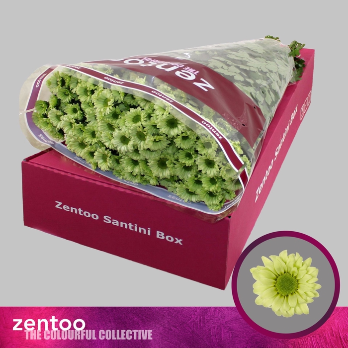 <h4>Chrysanthemum SA 'Turtle'</h4>