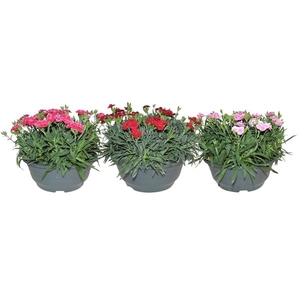 Dianthus Oscar gemengd