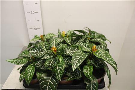 <h4>Aphel Sq Dania</h4>