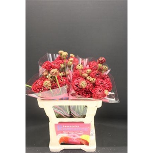 Ran Rom Poodle Chaouen