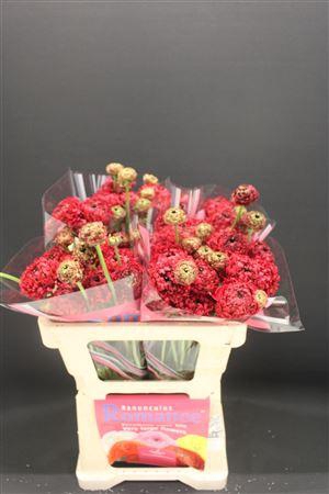 <h4>Ran Rom Poodle Chaouen</h4>