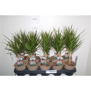 Dra Marginata 10cm 3+