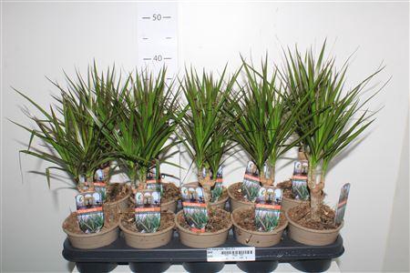 <h4>Dra Marginata 10cm 3+</h4>