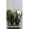 Spathiphyllum 'Diamond'