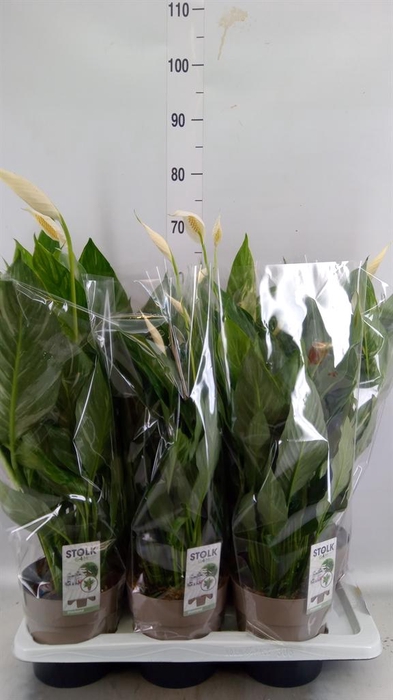 Spathiphyllum 'Diamond'