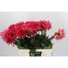 Dahlia Pink Punk