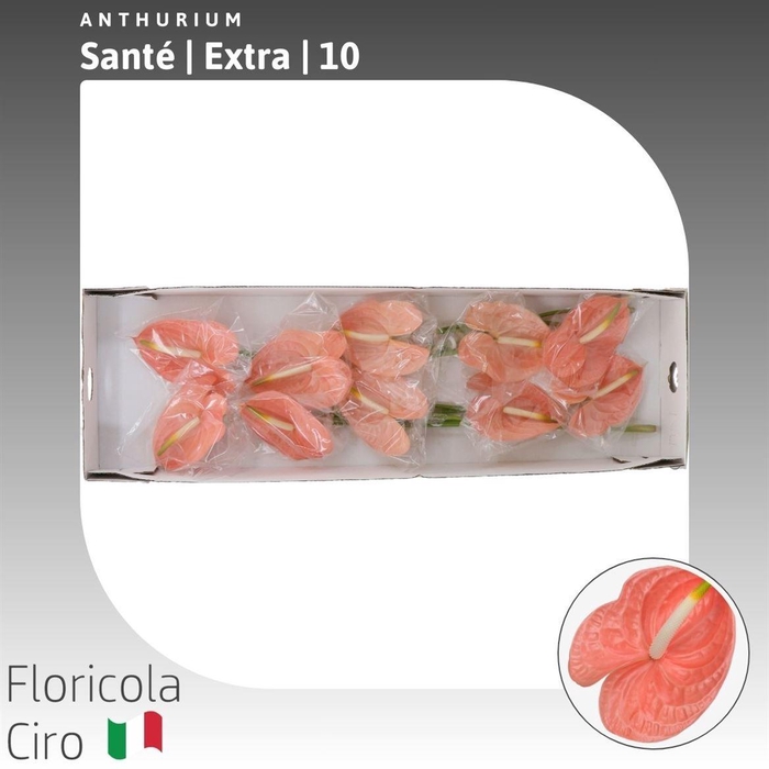 <h4>Anthurium Sante Royal</h4>