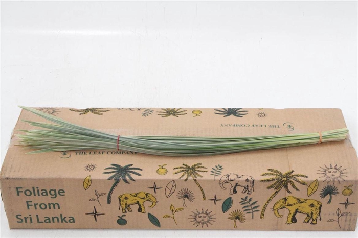 <h4>T- Grass Bont (p. Bos)</h4>