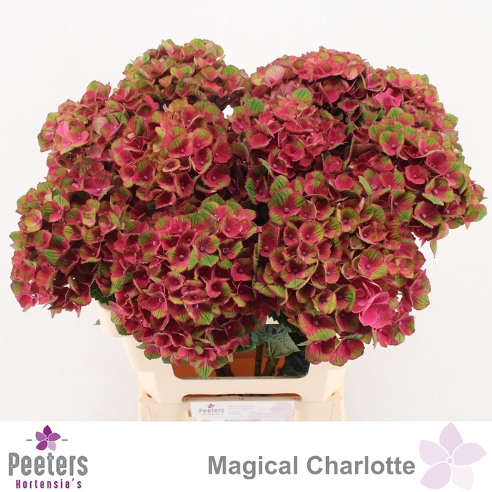 <h4>HYDR M MAG CHARLOTTE</h4>