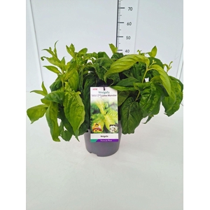 Weigela overig