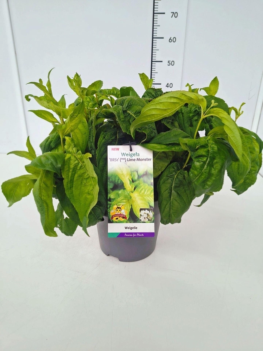 <h4>Weigela overig</h4>