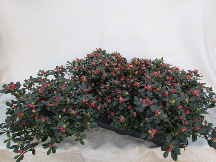 <h4>RHODO SI FR SCHERRE</h4>