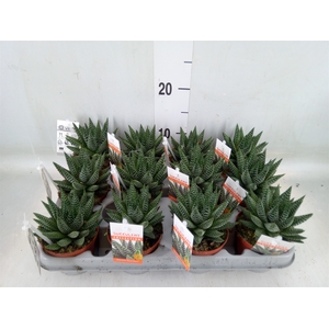 Haworthia   ...