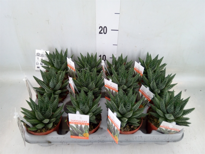 <h4>Haworthia   ...</h4>