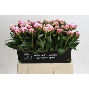 Paeonia Sarah Bernhardt