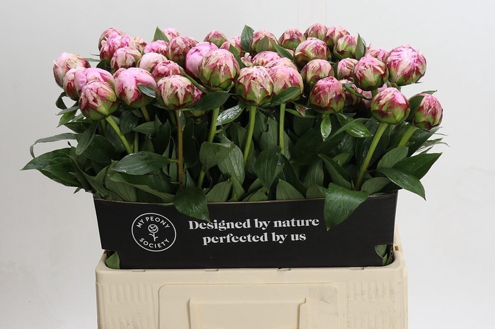 <h4>Paeonia Sarah Bernhardt</h4>