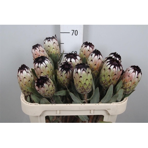Protea Niobe