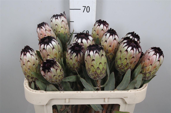 <h4>Protea Niobe</h4>