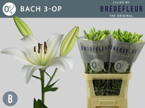 <h4>Li La Bach 3 Kop Bredefleur</h4>