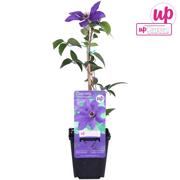 <h4>Clematis The President P9</h4>