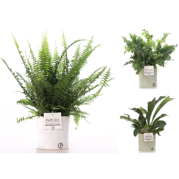 <h4>Varens gemengd in P&PURE Essential ceramics ass.2</h4>