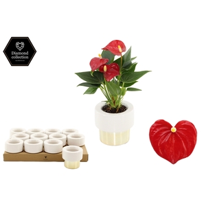 Anthurium 6 cm Micra in Lush Gold ceramics