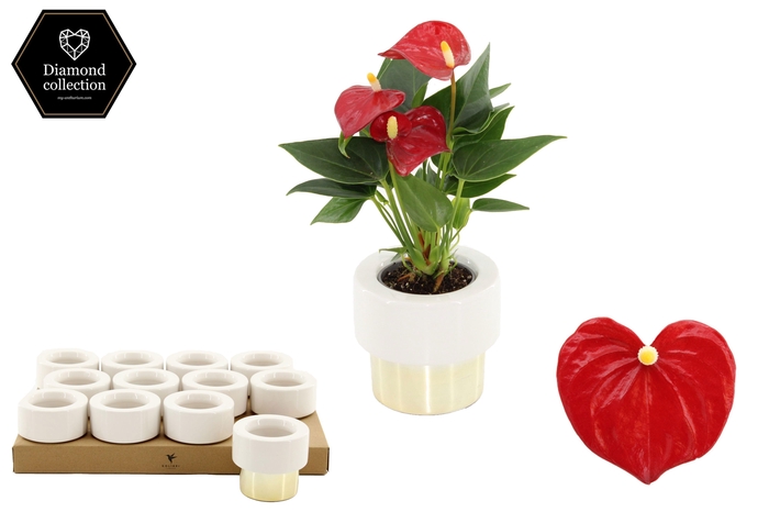 <h4>Anthurium 6 cm Micra in Lush Gold ceramics</h4>