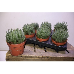 Aloe Aristata
