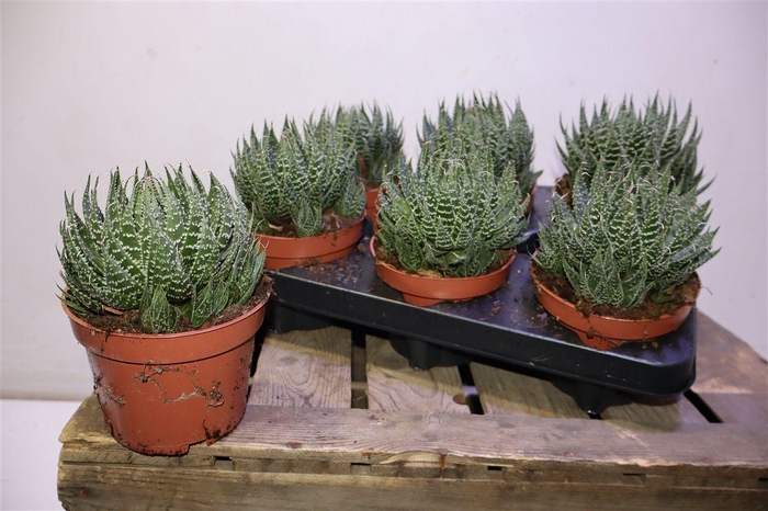 Aloe Aristata