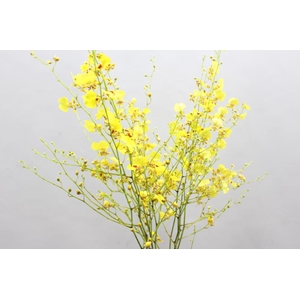 Dendro Oncidium
