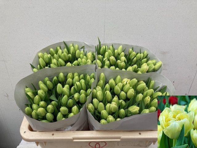 <h4>TU DU VERONA</h4>