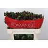 Hypericum Rocky Romance Spray