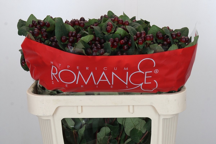 Hypericum Rocky Romance Spray
