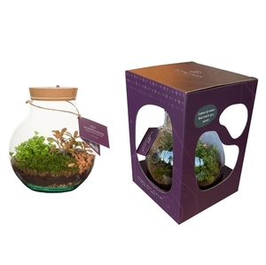 Wardians Terrarium - Venus + LED (rechargeable USB-C, in showbox)