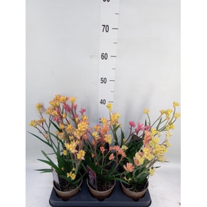 Anigozanthos   ...mix