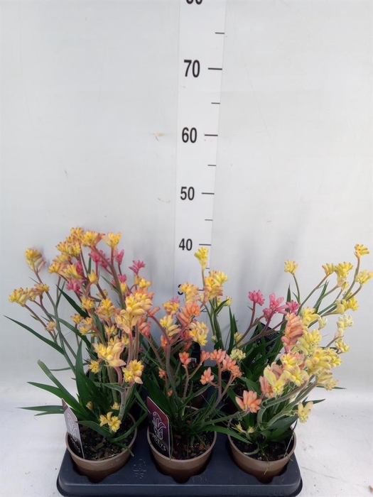 <h4>Anigozanthos   ...mix</h4>