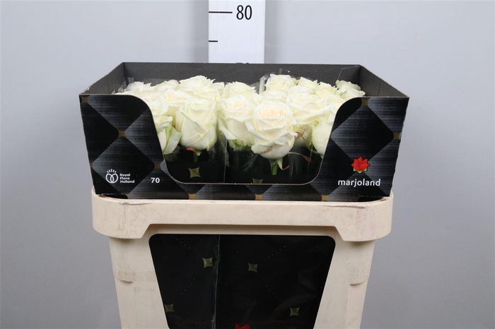 <h4>R Gr Dolomiti</h4>