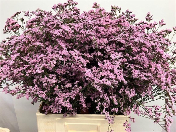 <h4>LIM SAF OSHI PINK</h4>