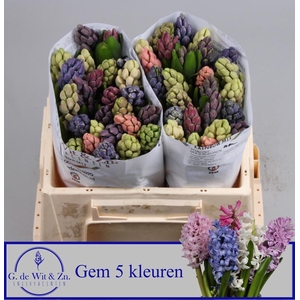 HYAC GEM 5 KLEUREN