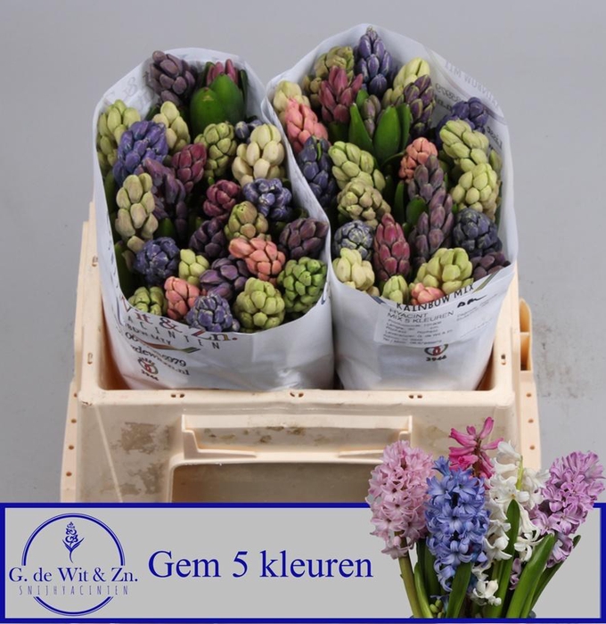 <h4>HYAC GEM 5 KLEUREN</h4>