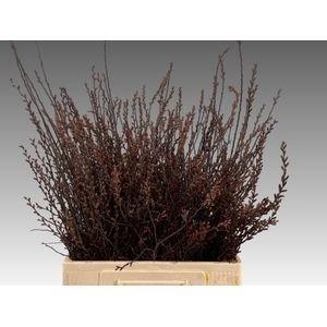 <h4>MYRICA GALE</h4>