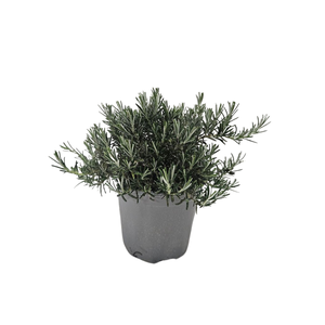 Rosmarinus officinalis 'Prostratus'